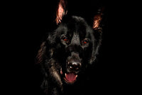 chien avec les yeux rouge sur un fond noir