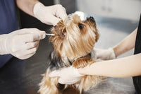 chiot qui se fait nettoyer les oreilles au coton de tige chez un vétérinaire