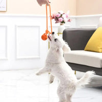 Petit chien blanc tirant sur sa balle à corde pour chien orange tenue par la main de sa maîtresse dans le salon