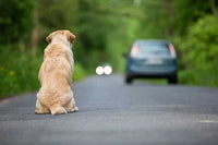 chien qui regarde une voiture sur la route en prévention à l'abandon des animaux