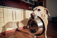 chien qui attend qu'on lui donne à manger avec une gamelle pour chien dans la gueule