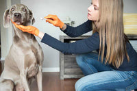 femme qui tente de brosser les dents de son chien avec une brosse à dent pour chien