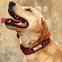 Un chien avec la gueule ouverte est au centre de la photo. Il porte un collier pour chien en cuir tressé. Avec une plaque sur laquelle est écrit le prénom Alice.