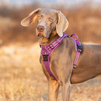 chien avec harnais violet