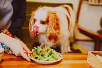 chien qui mange une salade dans une assiette