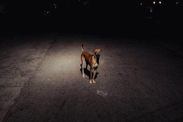 Est Ce Que Les Chiens Voient Dans Le Noir Mikizi