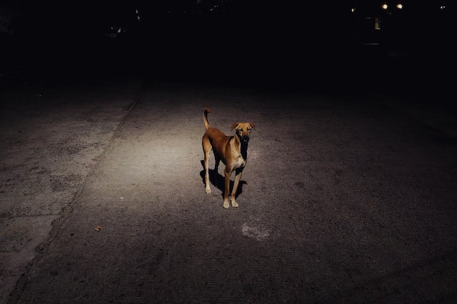 Est-ce que les chiens voient dans le noir ?