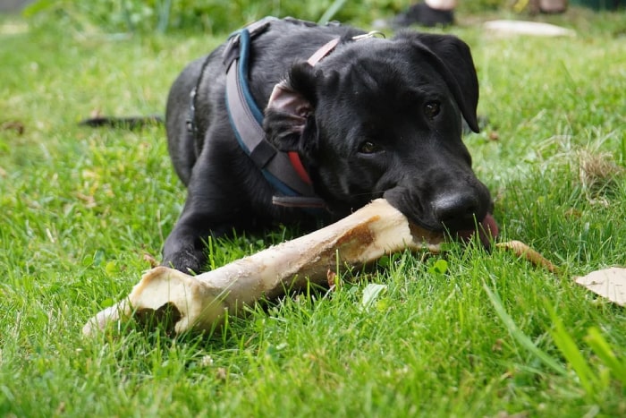 Peut-on donner des os à mâcher à son chien ?