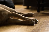 pattes de chien allongé au sol sur un parquet en bois