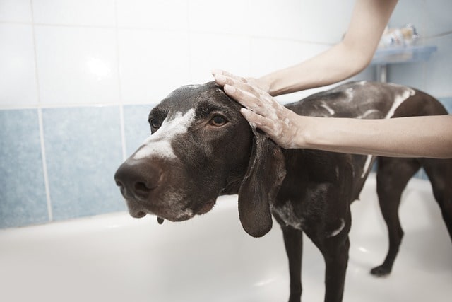 Comment laver son chien : guide complet