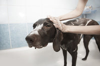 homme qui lave son chien dans une baignoire pour chien avec du shampoing pour chien
