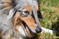 chien allongé dans l'herbe a poil gris et marron avec les yeux bleu