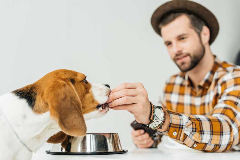 10 aliments à ne pas donner à votre chien