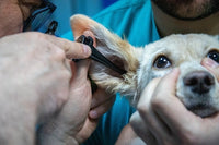 vétérinaire qui examine l'oreille d'un chien avec un appareil pour prévenir de l'otite du chien