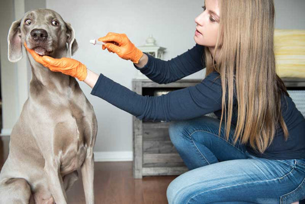 Peigne anti tique pour chien