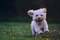 petit chien heureux et hyperactif qui court dans l'herbe.jpg