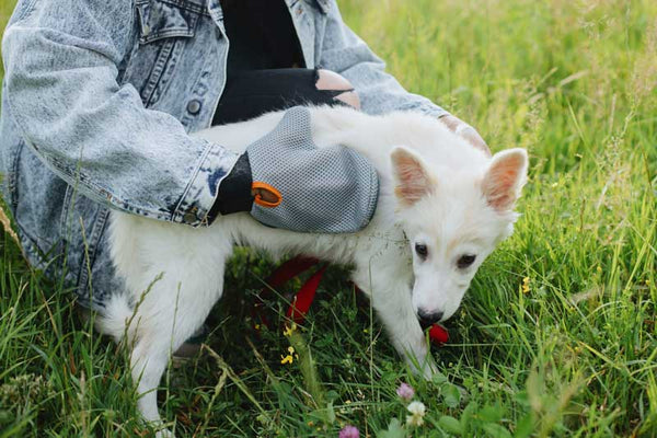 Peigne anti tique pour chien