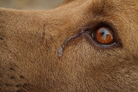 zoom sur les yeux d'un chien qui pleure à poil marron