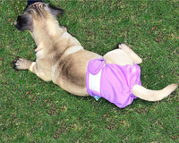 Un chien au pelage marron allongé sur du gazon, portant une couche pour chien violet