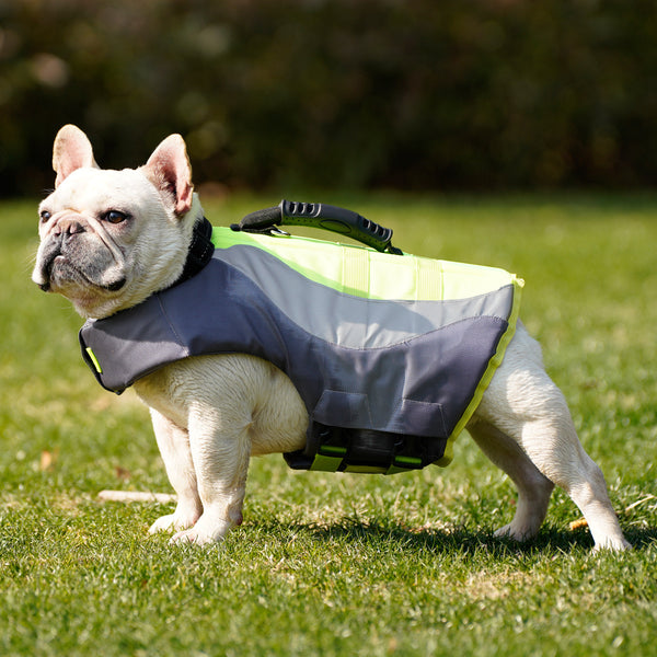 Un petit chien portant un gilet de sauvetage sur une pelouse.