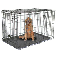Un chien de race Golden Retriever dans sa cage sur un fond blanc