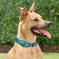 Un grand chien marron portant son collier pour chien en tissu pour Airtag bleu