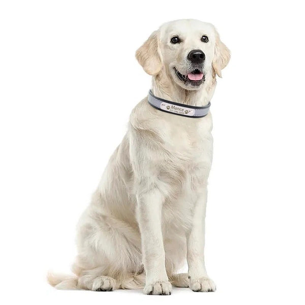 Un chien blanc assis qui met son collier pour chien en tissu réfléchissant de couleur noir sur un fond blanc