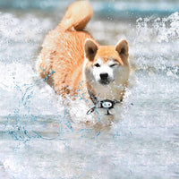 Un chien de couleur marron qui porte un collier GPS et qui cour dans l'eau