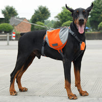 Un gros chien de couleur noir portant son sac à dos orange avec une laisse.