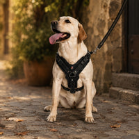 Harnais pour chien en cuir véritable