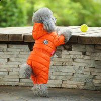 Petit chien portant une doudoune avec capuche orange