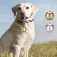 Un chien blanc qui porte son collier traceur GPS de couleur doré sur une pelouse