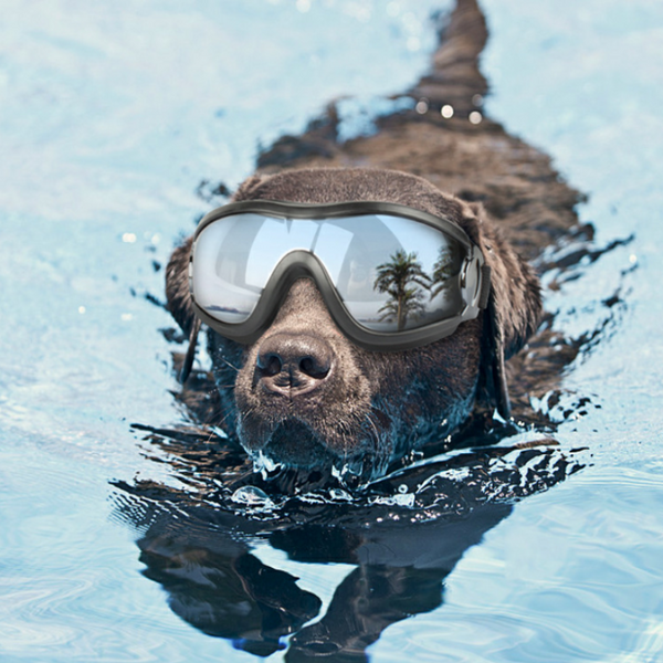 Un chien noir nageant dans une piscine avec ses lunettes de protection pour chien
