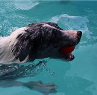 Balle pour chien super résistante