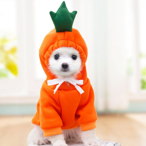 Un petit chien blanc très mignon portant un déguisement à capuche de couleur orange en forme de carotte