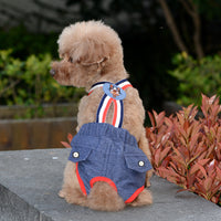 Une petite chienne de couleur marron portant sa culotte de couleur bleu assis et regardant vers sa gauche.