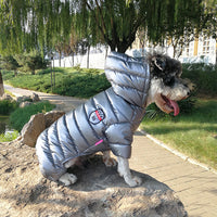 Un chien de petite taille portant un manteau bomber de couleur gris assit sur un rocher