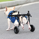 Un chien blanc handicapé aux pattes arrières sur un chariot de couleur bleu