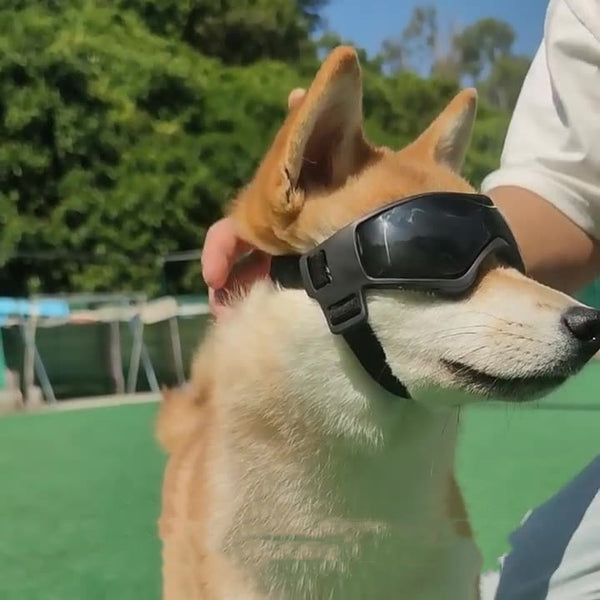 Un chien de couleur marron portant des lunettes de soleil de couleur noir fixé sur sa tête.