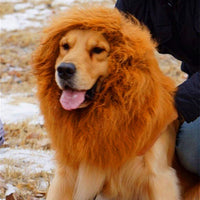 Un chien déguisé en lion avec son propriétaire à côté.