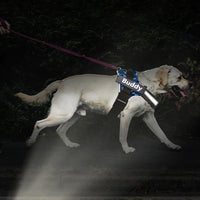 Un chien entrain de se promener la nuit avec son maître portant un harnais personnalisable de couleur bleu armé.