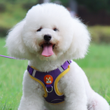 Un petit chien de couleur blanc avec son harnais anti-traction de couleur violet sur une pelouse