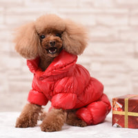 Petit chien marron souriant portant une doudoune imperméable avec manche de couleur rouge assis à côté d'un petit paquet cadeau rouge