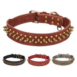 Collier à rivets dorés pour chien