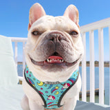 Un chien blanc assis sur un transat sur un balcon en plein air et qui porte l'ensemble harnais et laisse à motif de couleur bleu en souriant.