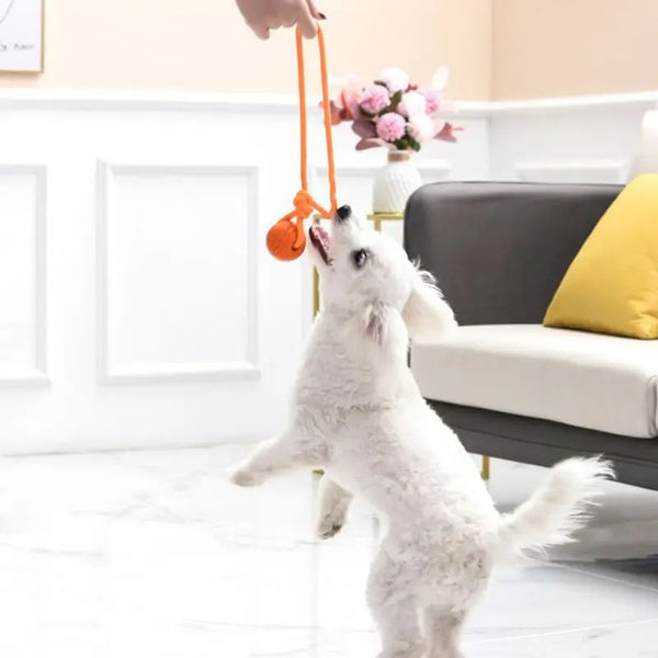 Petit chien blanc tirant sur sa balle à  corde  pour chien orange tenue par la main de sa maîtresse dans le salon