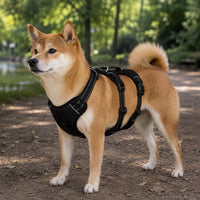 Harnais anti-traction ajustable 3 points pour chien
