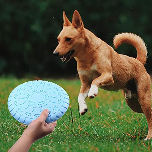 Un chien marron entrain d'attendre le lancer du frisbee de couleur bleu de son maître sur une pelouse verte