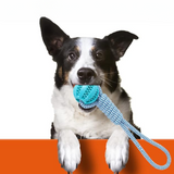 Un chien mâchant une balle pour chien avec corde, de couleur bleu. 