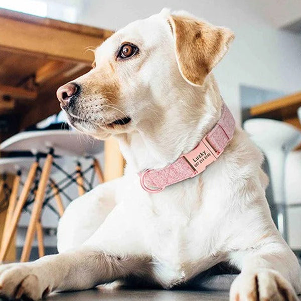 Un chien de couleur blanc assis sur terre portant un collier personnalisable de couleur rose en regardant vers sa droite